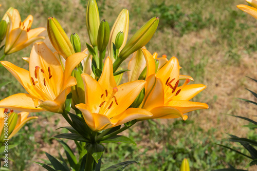 Beautiful lily flower. Spring flowers of lily.