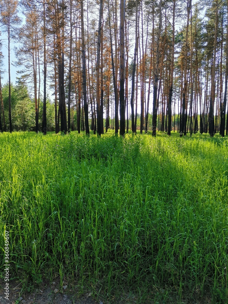 Obraz premium las wiosną