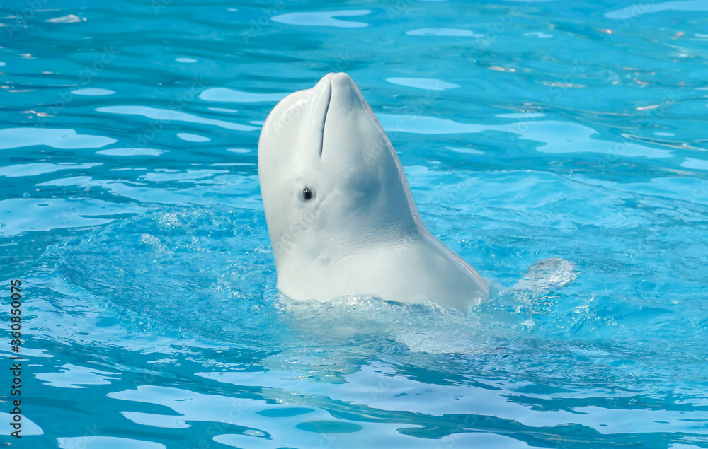 Naklejka premium A large white dolphin swims in the pool.