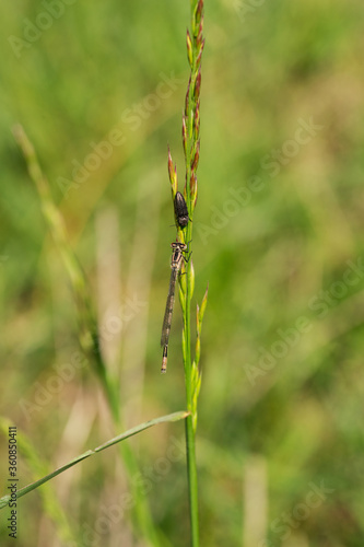 Dragonfly and beetle met on a spikelet of grass.