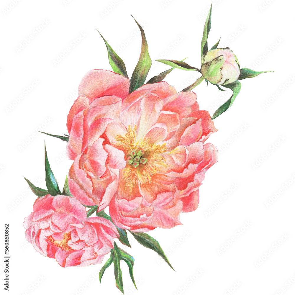 Obraz watercolor drawing pink peony, peony Bud, blooming flower with leaves, peony bouquet, delicate flower, summer flowers isolated on white background for printing