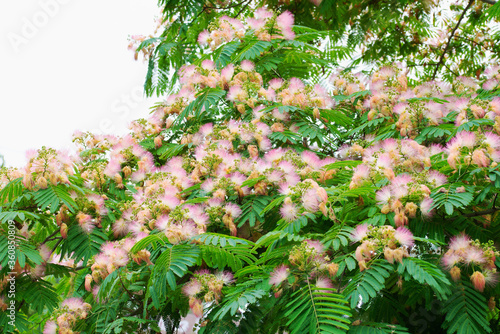 Beautiful flowering flowers of albitsia on the coast of the resort photo