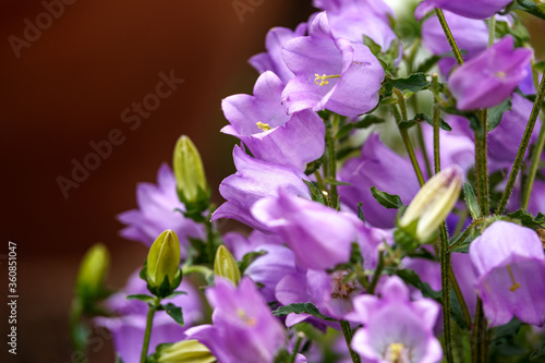 blue campanula Canterbury bells flowers in full bloom in summer cottage garden
