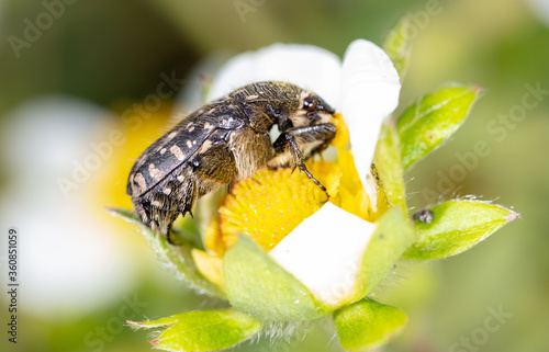 Large beetle on a white flower in nature. © schankz