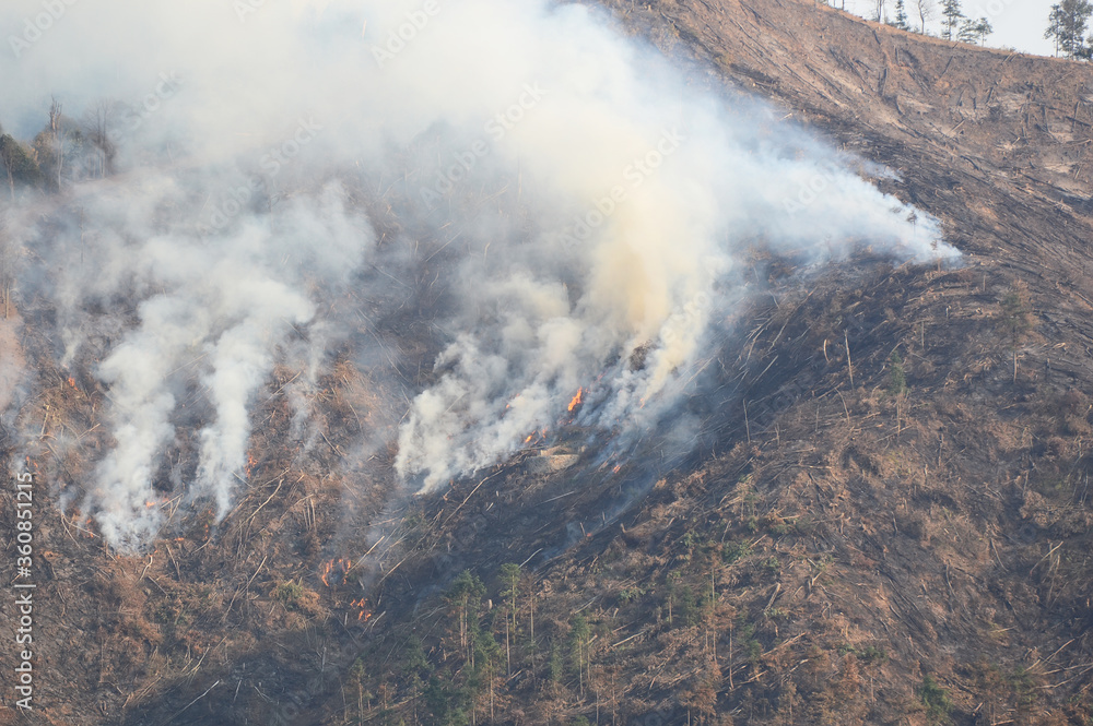 Obraz premium forest with smoke after wildfire