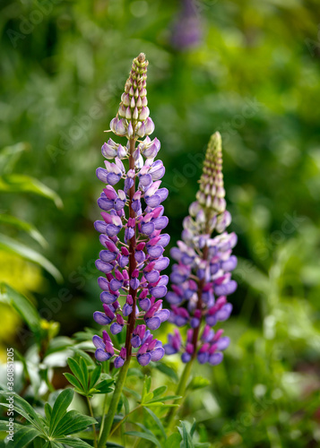 Purple Blue lupin flowers blooming in summer cottage garden