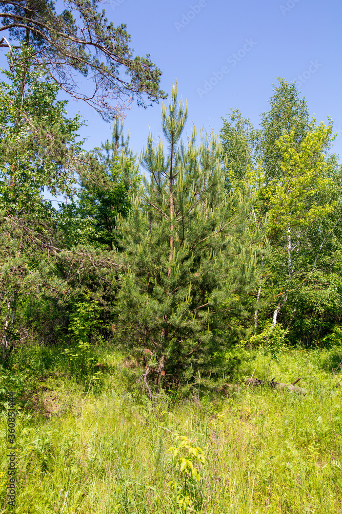 Coniferous and deciduous trees in the summer forest. Coniferous and deciduous trees in the summer forest.