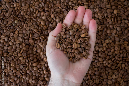 Coffee beans in the palm. Delicious beans for filter coffee.