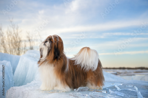 Proud Shih Tzu standing on an ice floe with icicles. Shih Tzu puppy, 9 months old