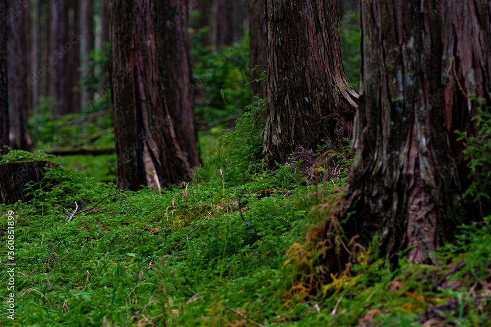 Obraz premium 新緑のコケに覆われた森