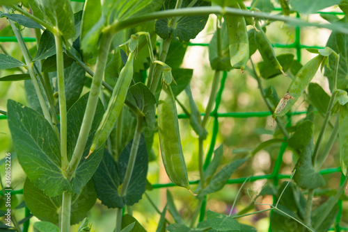 green peas growing in the garden