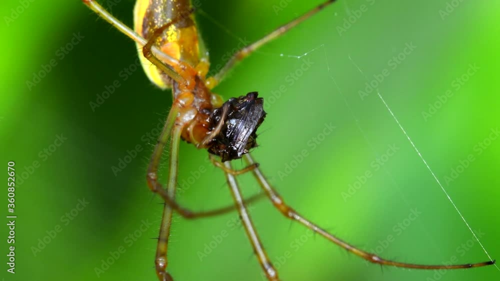 Shadow Stretch-spider, long-jawed orb weaver eats prey on a web. His Latin name is Tetragnatha montana. Shadow Stretch-spider, long-jawed orb weaver eats prey on a web. His Latin name is Tetragnatha montana.