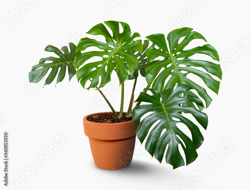 Giant Monstera tree in flowerpot isolated on white background with clipping path