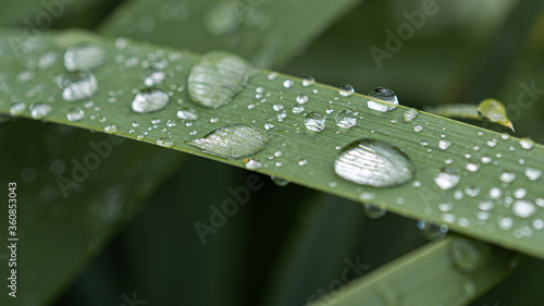 Green leaves with drops after rain in the garden. Macro photo. High quality photo
