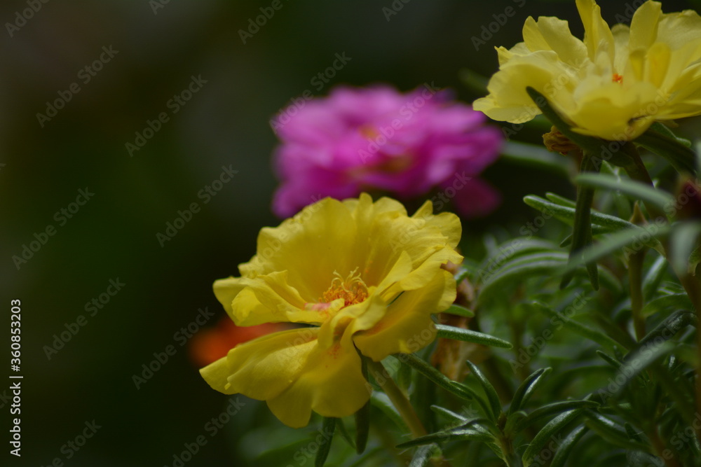 Fototapeta premium FLEURS