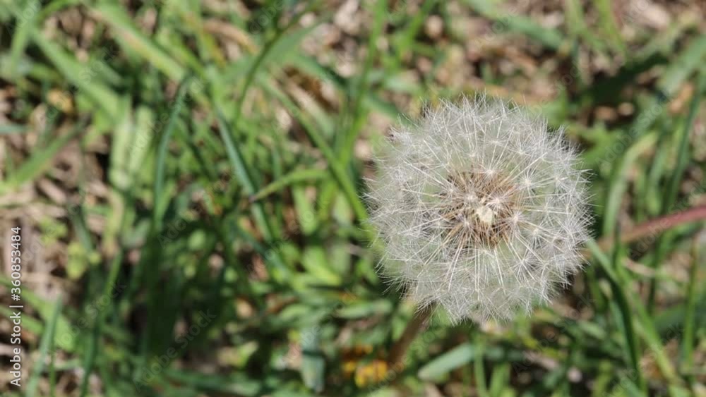 Bloomed dandelion in nature grows Bloomed dandelion in nature grows