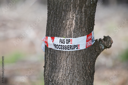 
oak processionary caterpillar warning photo