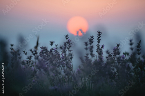 Lavender field at sunset. The sun shines through the spikelets.