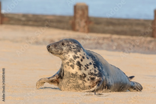 Atlantic Grey Seal - adult female © David