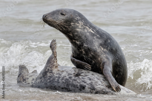 Atlantic Grey Seal courtship playing