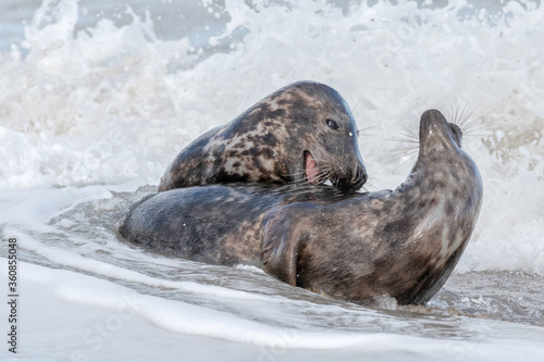 Atlantic Grey Seal courtship playing