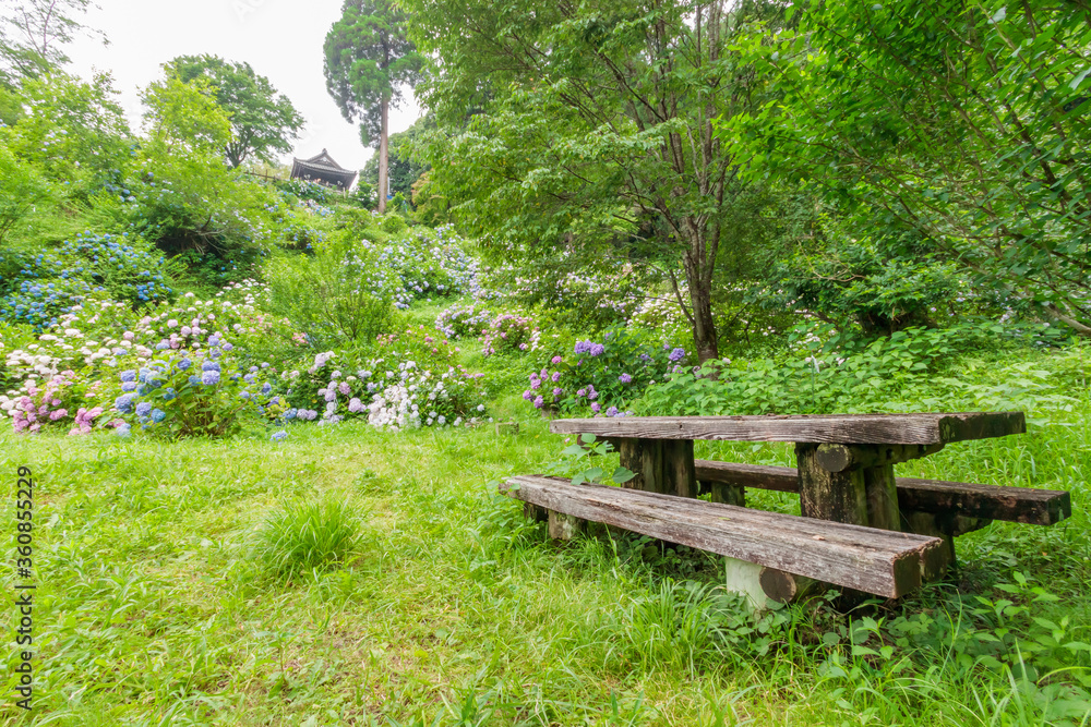 ベンチと紫陽花 普光寺 大分県豊後大野市 Bench and Hydrangea Hukoji Temple Ooita-ken Bungoo-no city ベンチと紫陽花 普光寺 大分県豊後大野市 Bench and Hydrangea Hukoji Temple Ooita-ken Bungoo-no city
