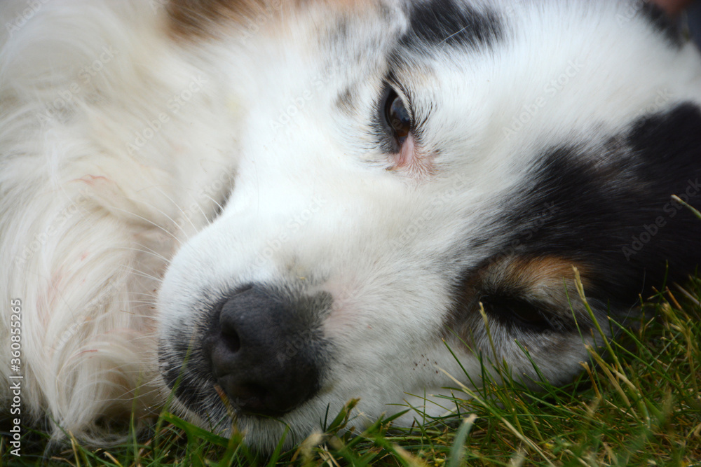 my Australian Shepherd my Australian Shepherd