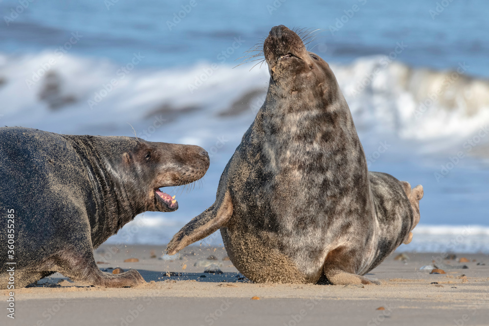 Fototapeta premium Atlantic Grey Seal adult bull aggression towards a youngster