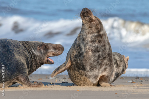 Atlantic Grey Seal adult bull aggression towards a youngster