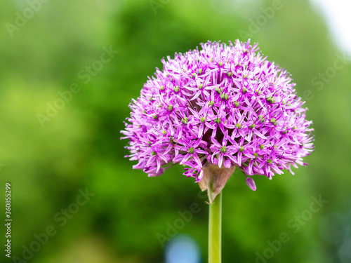 Single pink onion flower, inflorescence, blooming, closeup with selective focus and copy space