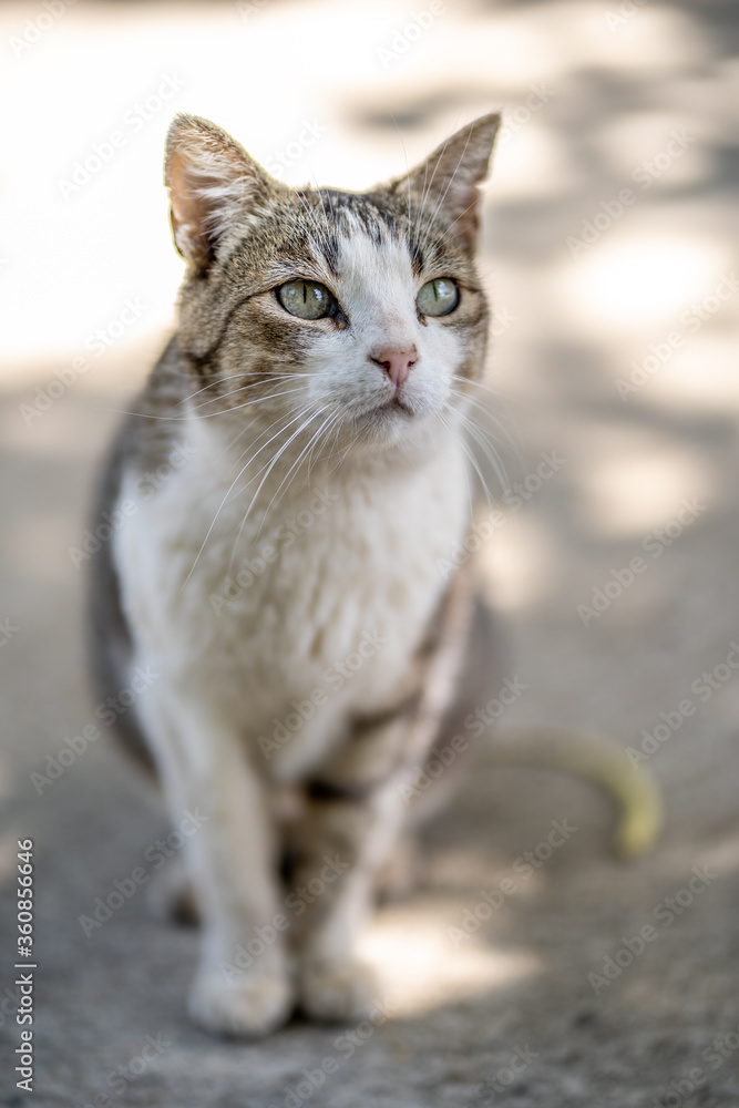 Gato callejero mira algo atentamente Gato callejero mira algo atentamente