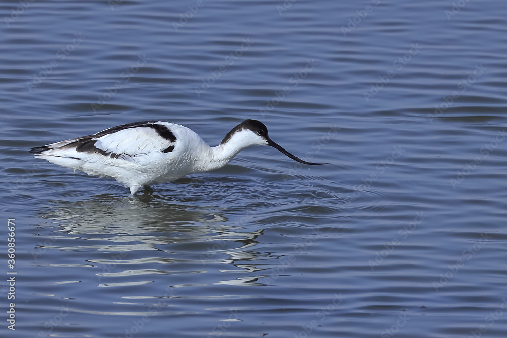 A pied avocet drinking water with its curved beak in a lake at Rajasthan India A pied avocet drinking water with its curved beak in a lake at Rajasthan India