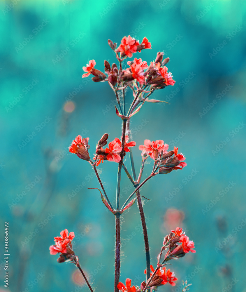 wild little flowers soft focus, nature beautiful, toning design background 