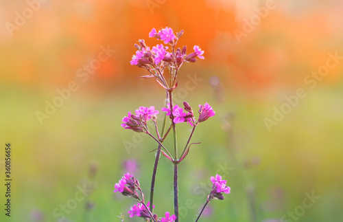 wild little flowers soft focus, nature beautiful, toning design background 