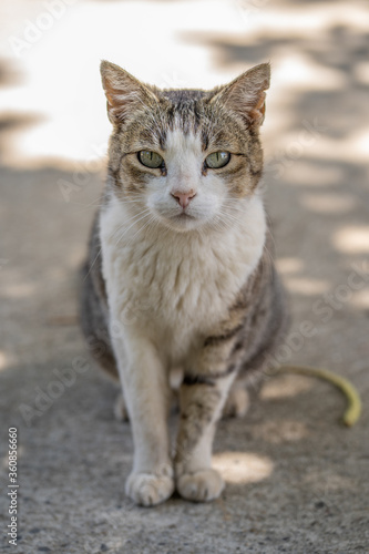 Wallpaper Mural Gato callejero mira a cámara Torontodigital.ca