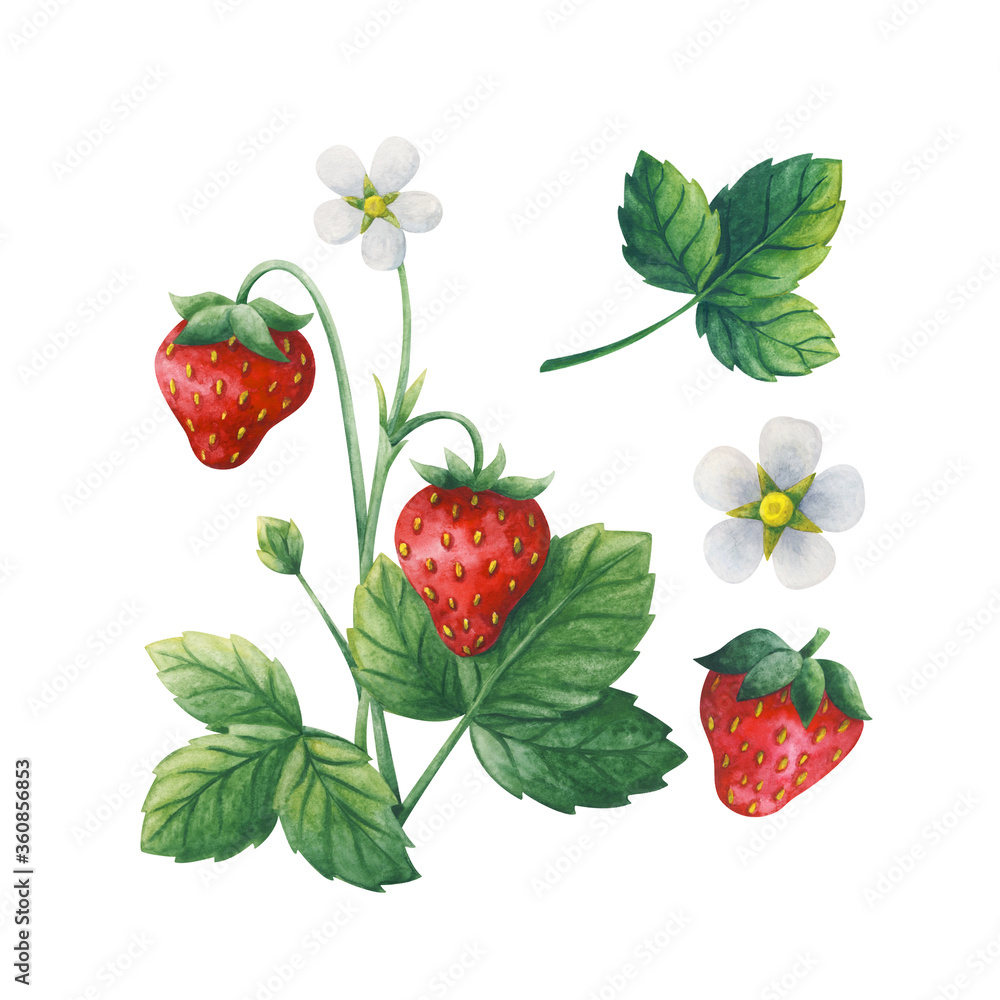 The garden strawberry. Set of plants: ripe berry, flower, Bush, leaves. Watercolor illustration isolated on a white background. Universal stock clipart for seasonal design The garden strawberry. Set of plants: ripe berry, flower, Bush, leaves. Watercolor illustration isolated on a white background. Universal stock clipart for seasonal design