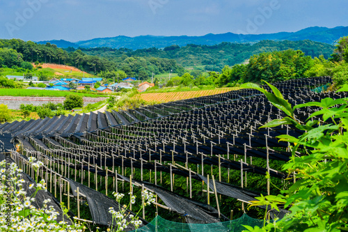 Field of ginseng in rural farming community