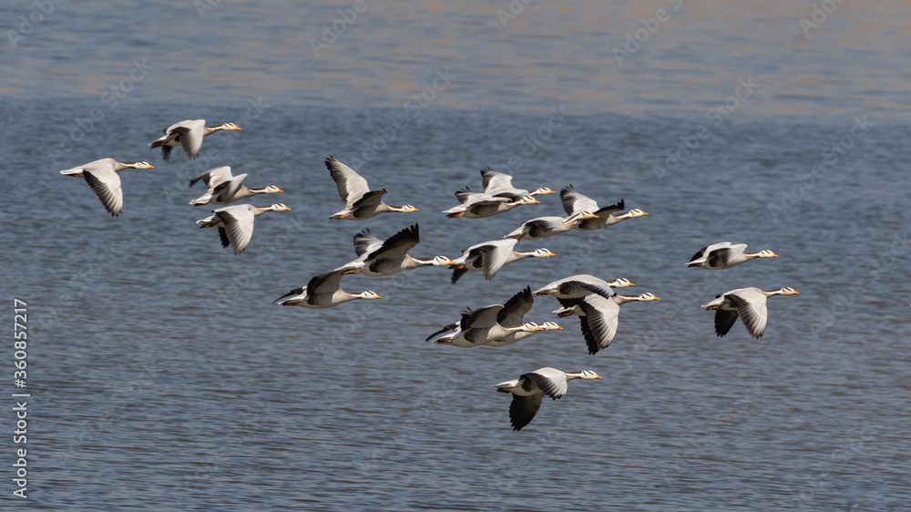 A flock of bar headed geese flying with water in the background at Jawai in Rajasthan India on 23 November 2018