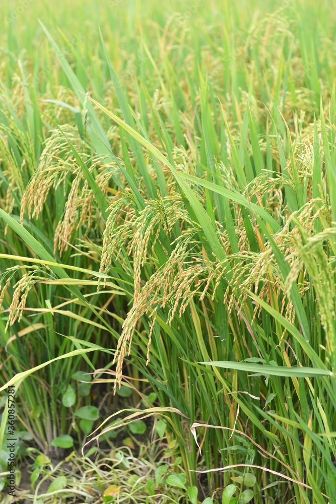 Rice field on rice paddy green color lush growing is a agriculture Rice field on rice paddy green color lush growing is a agriculture