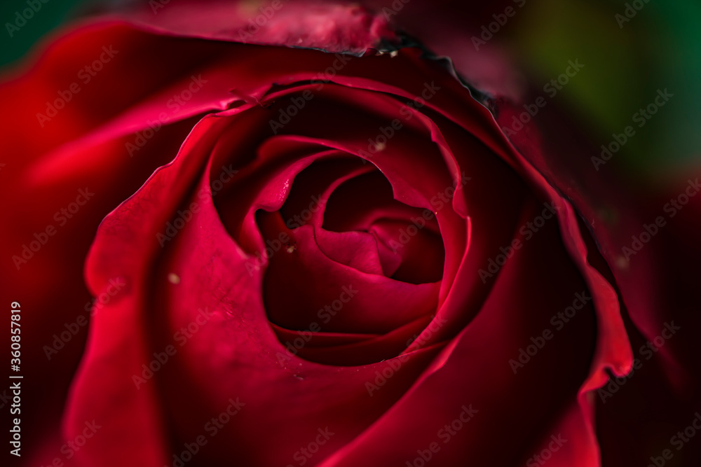 Fototapeta premium Petalos de rosas