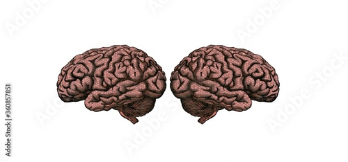 Un cerebro marrón cortado por la mitad con textura de mosaico sobre fondo blanco. photo
