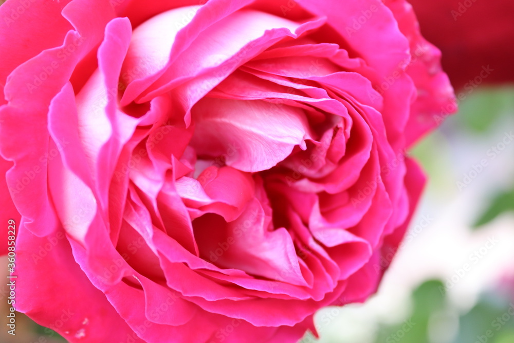 pink rose closeup pink rose closeup