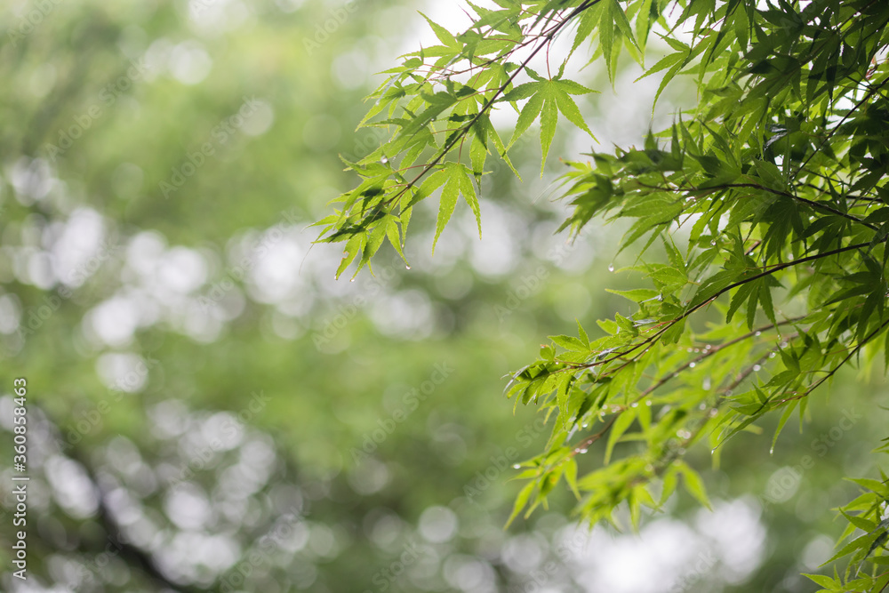 雨に濡れた木の葉 梅雨イメージ 雨に濡れた木の葉 梅雨イメージ