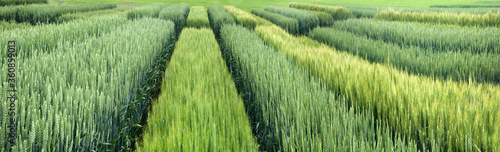 Fotografie Panoramic view of demo plots sectors of cereals with new varieties in agricultur