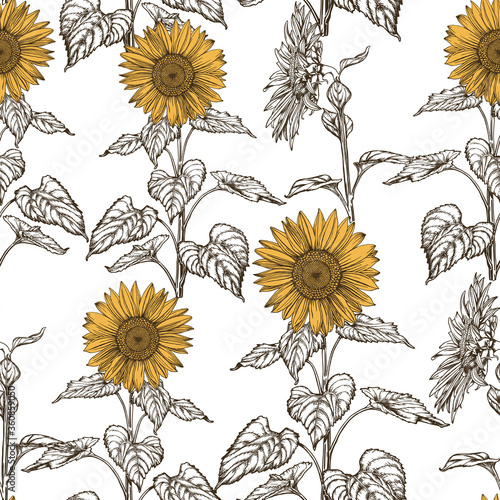 Sunflowers hand drawn background. Graphic seamless pattern on white. Vector drawing of agriculture. Healthy food backdrop.