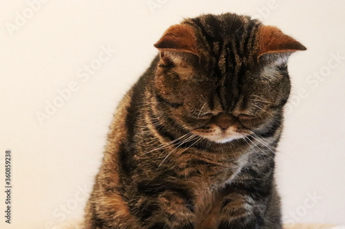 ごめんなさい。頭を下げる猫アメリカンショートヘア