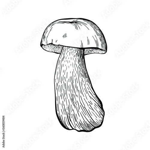 Boletus mushroom isolated on a white background. An edible sponge Mushroom with a stem and cap. Delicious autumn forest mushrooms. Vegan food. Hand drawn vector illustration