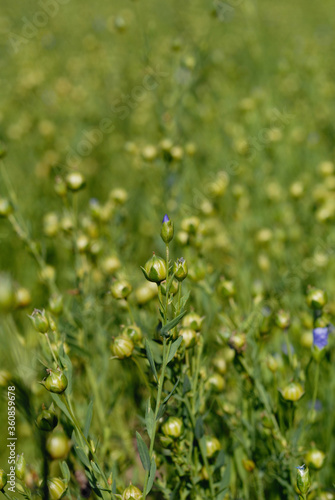 Flax blossoms on the field in summer closeup. Shallow depth of field