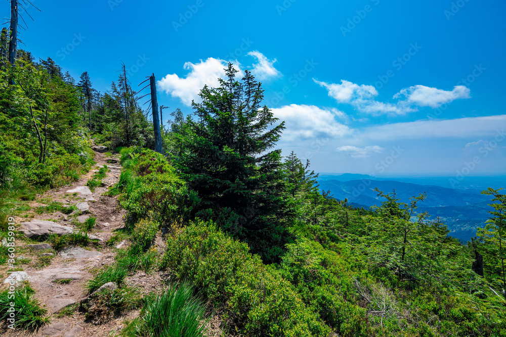 A beautiful hiking path in the national park Black Forest, Germany on a sunny summer day with a blue sky and some nice white clouds A beautiful hiking path in the national park Black Forest, Germany on a sunny summer day with a blue sky and some nice white clouds