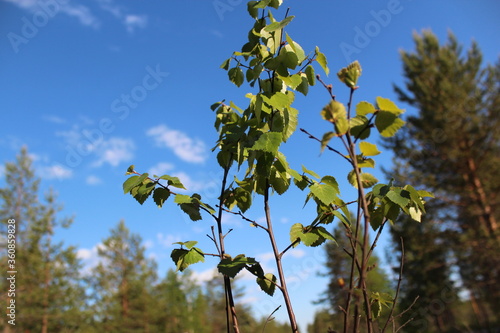 A young birch tree